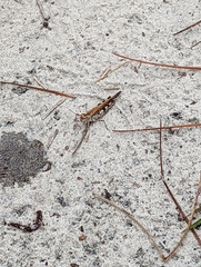 Psinidia fenestralis