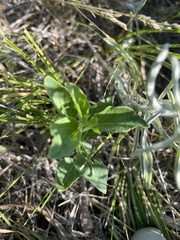 Physalis virginiana