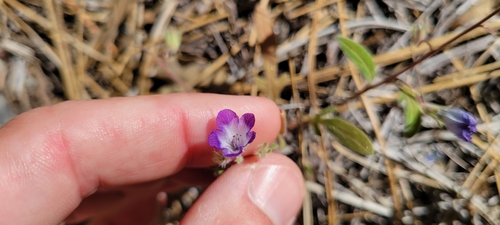 Image of Phacelia davidsonii by no rights reserved