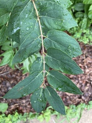 Lonicera