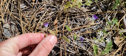 Image of Phacelia davidsonii by no rights reserved