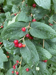 Lonicera