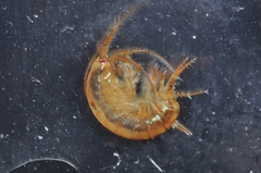 Gammarus duebeni