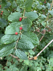 Lonicera