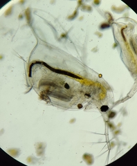 Daphnia longispina
