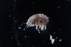 Pleustes panoplus