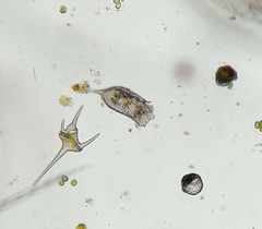 Keratella cochlearis