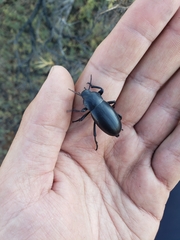 Blaps lusitanica