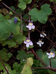 Cymbalaria muralis