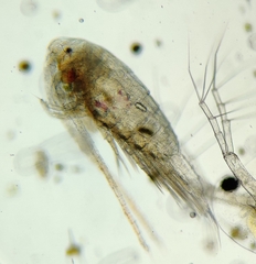 Eudiaptomus gracilis