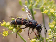 Euodynerus reflexus