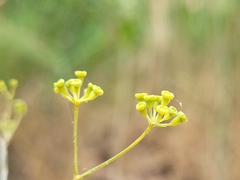 Bupleurum rigidum rigidum