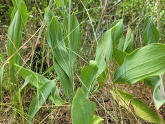 Bupleurum rigidum rigidum