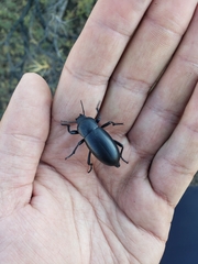 Blaps lusitanica