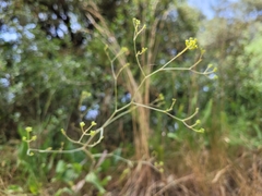 Bupleurum rigidum rigidum