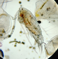 Eudiaptomus gracilis