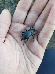 Blaps lusitanica