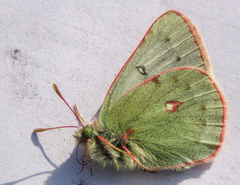 Colias nastes