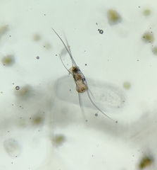 Kellicottia longispina