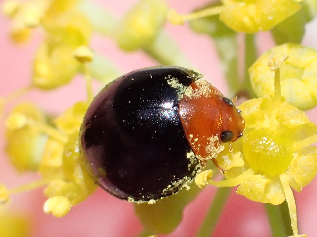 Parexochomus nigripennis