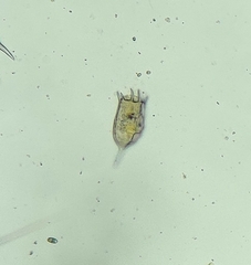 Keratella cochlearis