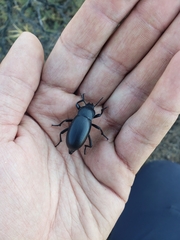 Blaps lusitanica