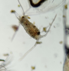 Eudiaptomus gracilis