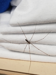 Smeringopus pallidus