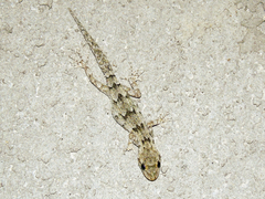 Mediodactylus danilewskii