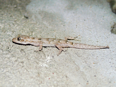 Mediodactylus danilewskii