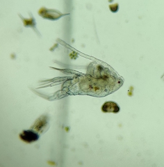 Eudiaptomus gracilis