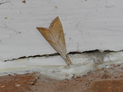 Haimbachia placidellus