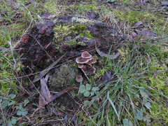 Mycena vinacea