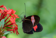 Heliconius melpomene