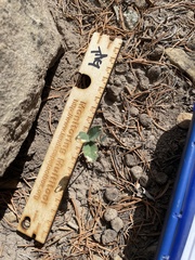 Trifolium gymnocarpon