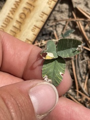Trifolium gymnocarpon
