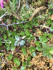 Salix herbacea