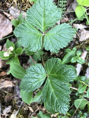 Rubus arcticus