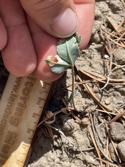 Trifolium gymnocarpon