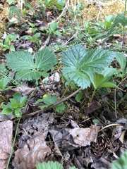 Rubus arcticus