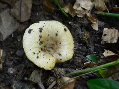 Russula insignis