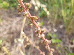 Agrimonia eupatoria eupatoria