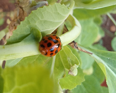 Harmonia axyridis