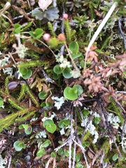 Salix herbacea