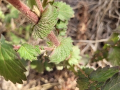 Agrimonia eupatoria eupatoria