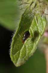 Orthonotus rufifrons