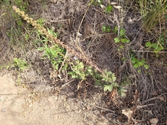 Agrimonia eupatoria eupatoria