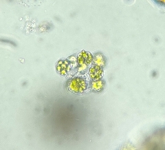 Coelastrum