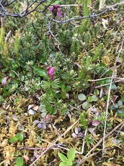 Salix herbacea
