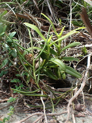 Thrixspermum centipeda